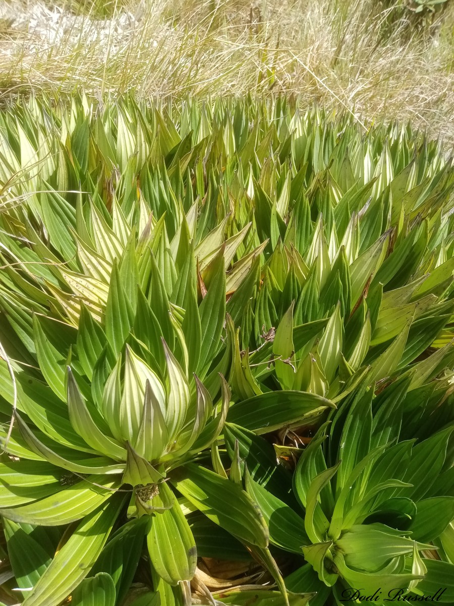 Hedyotis plantaginifolia Arn.