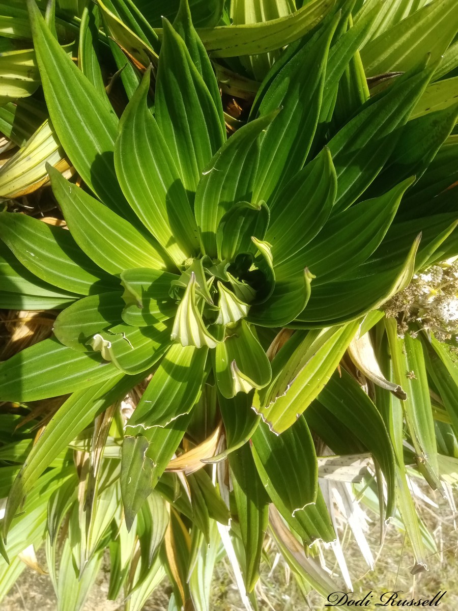 Hedyotis plantaginifolia Arn.