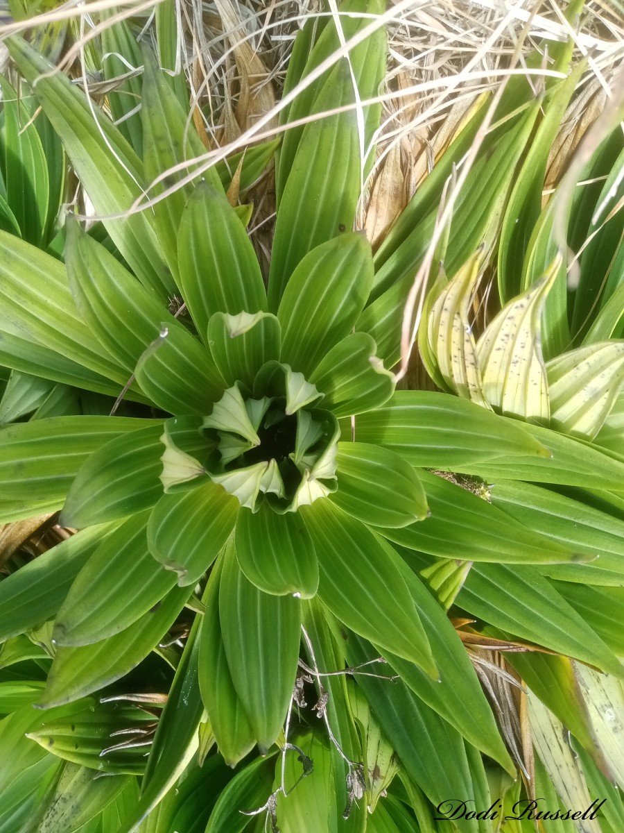 Hedyotis plantaginifolia Arn.