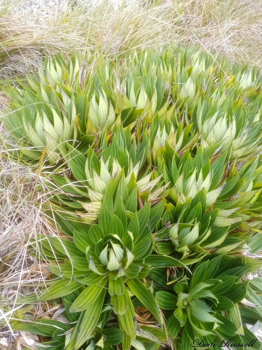 Hedyotis plantaginifolia Arn.