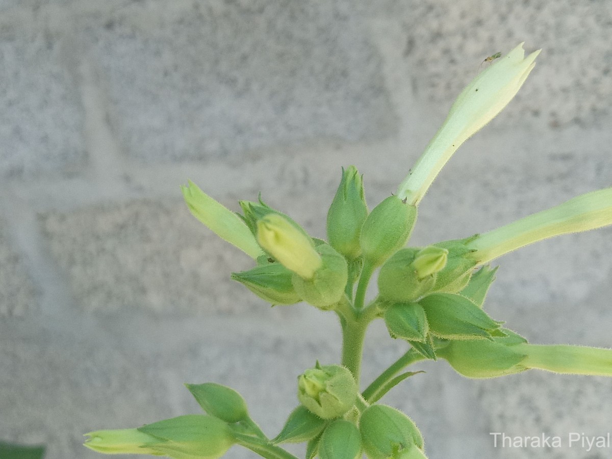 Nicotiana tabacum L.