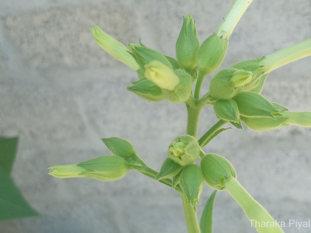 Nicotiana tabacum L.