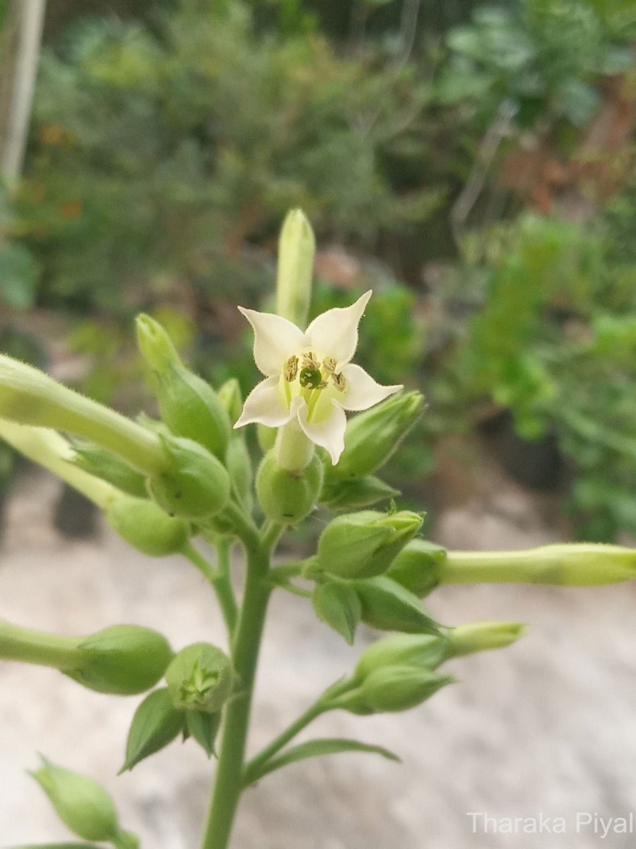 Nicotiana tabacum L.