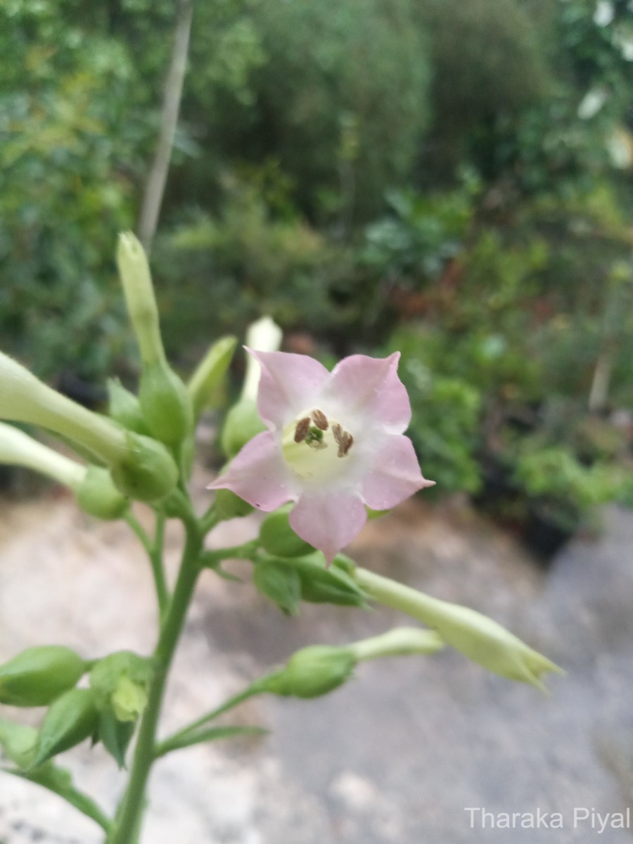 Nicotiana tabacum L.