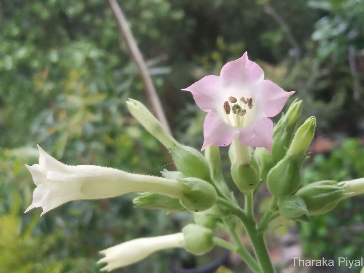 Nicotiana tabacum L.