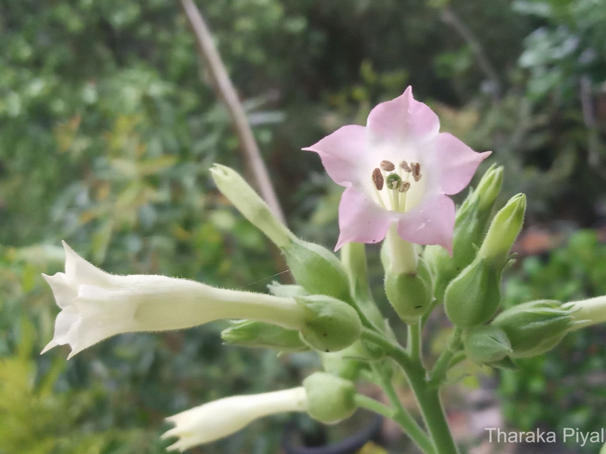 Nicotiana tabacum L.