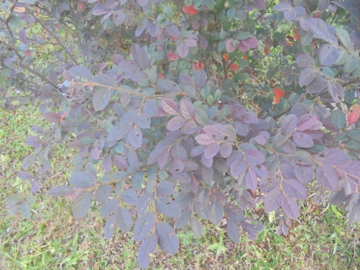 Loropetalum chinense (R.Br.) Oliv.