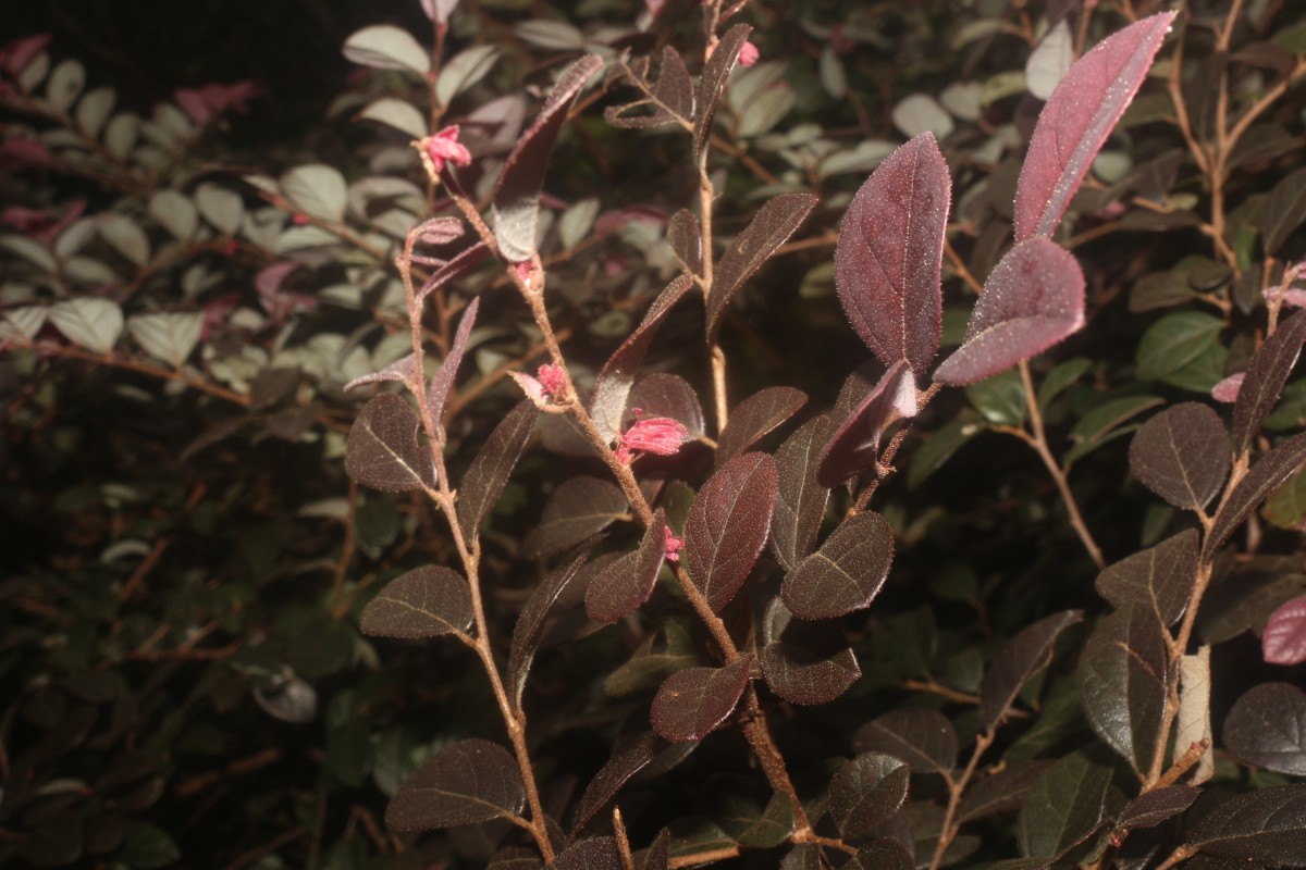 Loropetalum chinense (R.Br.) Oliv.