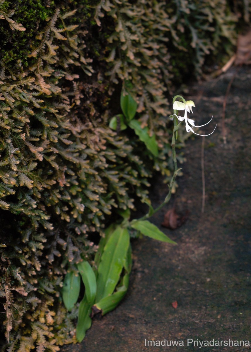 Habenaria crinifera Lindl.