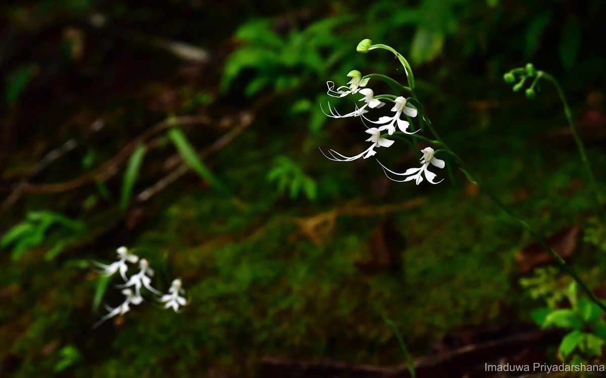 Habenaria crinifera Lindl.