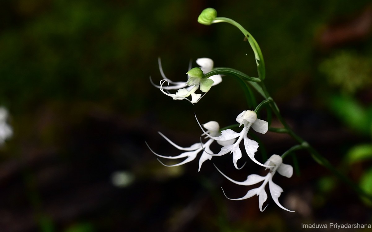 Habenaria crinifera Lindl.