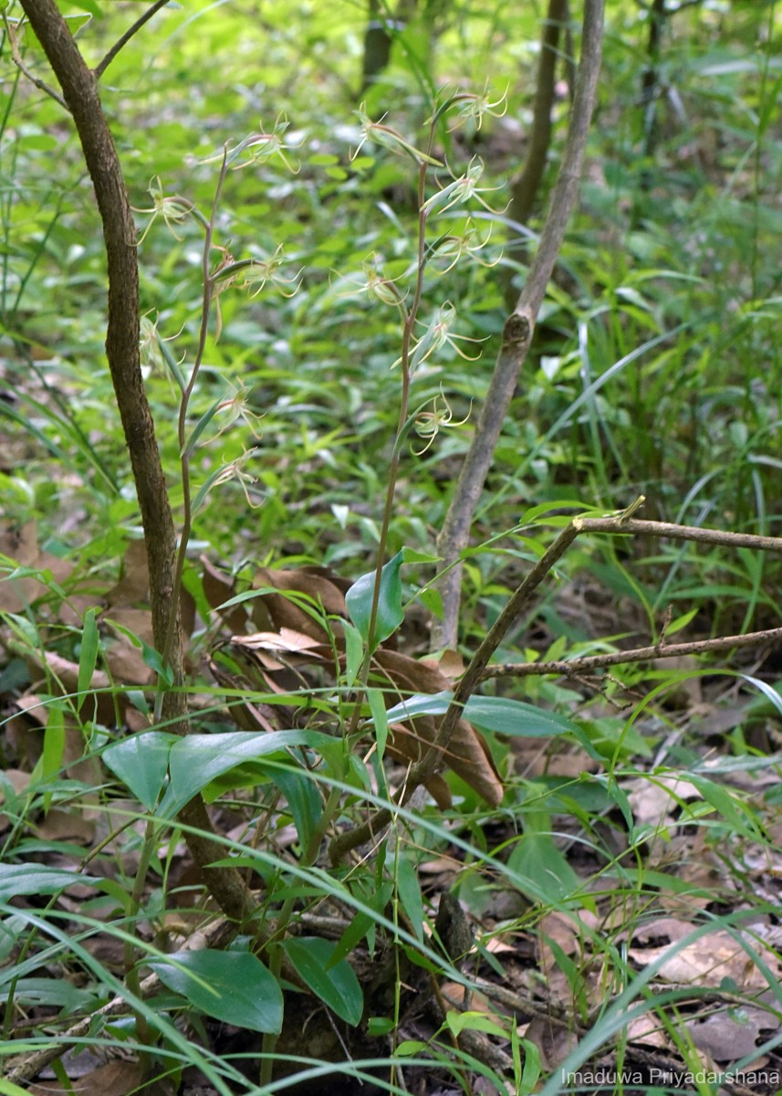 Habenaria dichopetala Thwaites