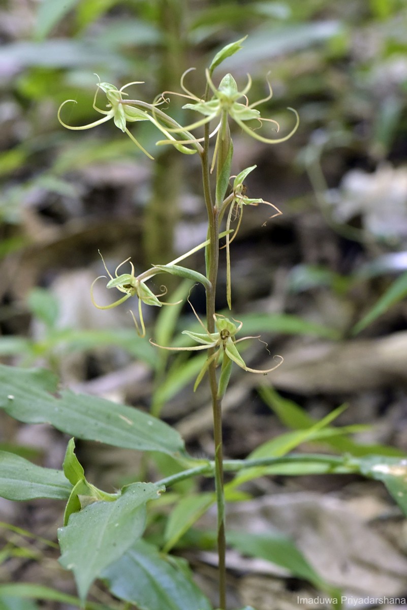 Habenaria dichopetala Thwaites