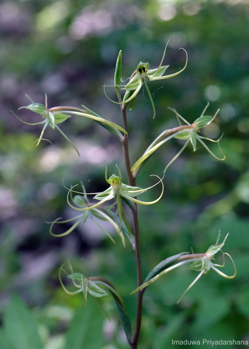 Habenaria dichopetala Thwaites