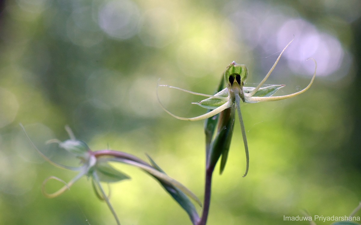 Habenaria dichopetala Thwaites