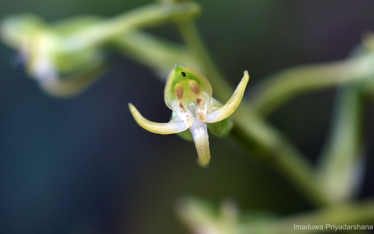 Habenaria dolichostachya Thwaites