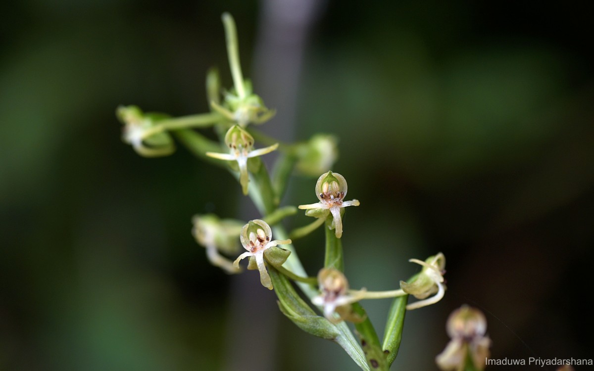 Habenaria dolichostachya Thwaites