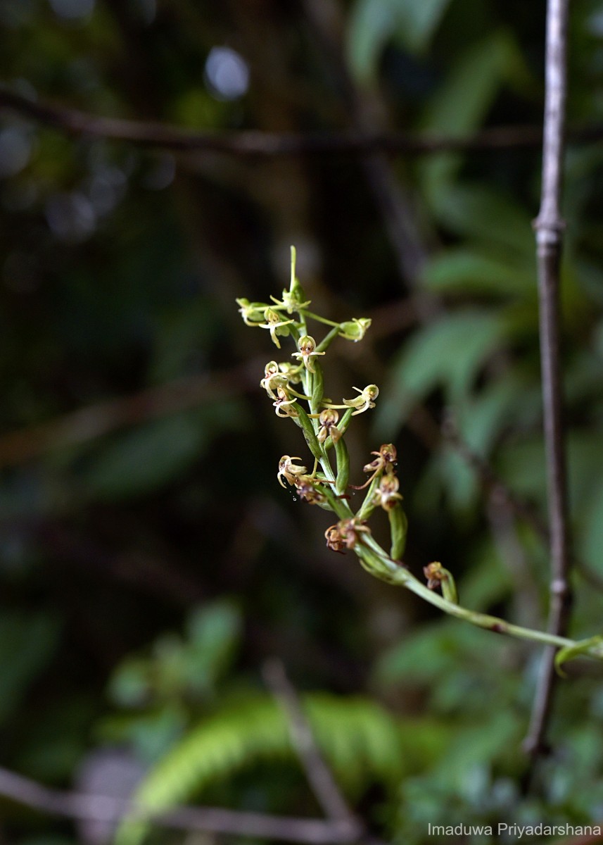 Habenaria dolichostachya Thwaites