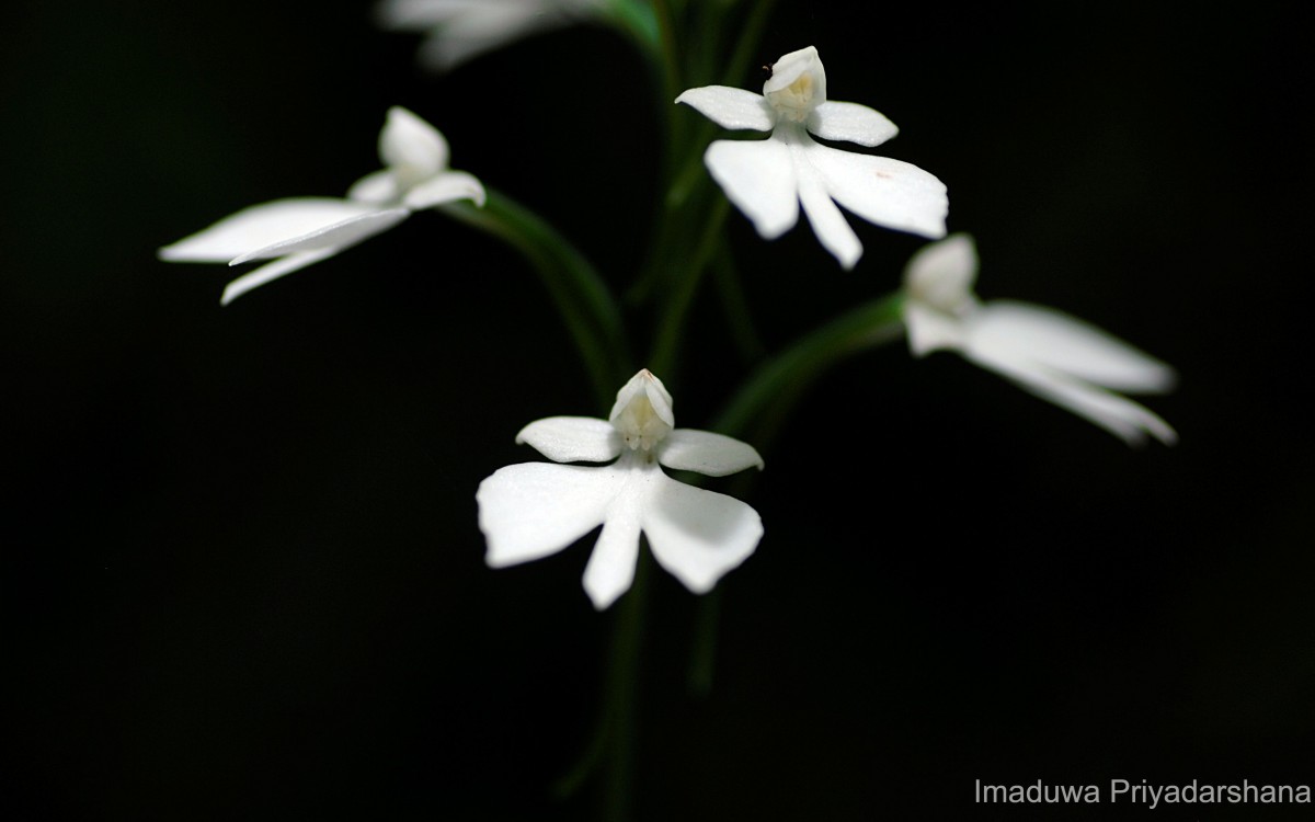 Habenaria plantaginea Lindl.