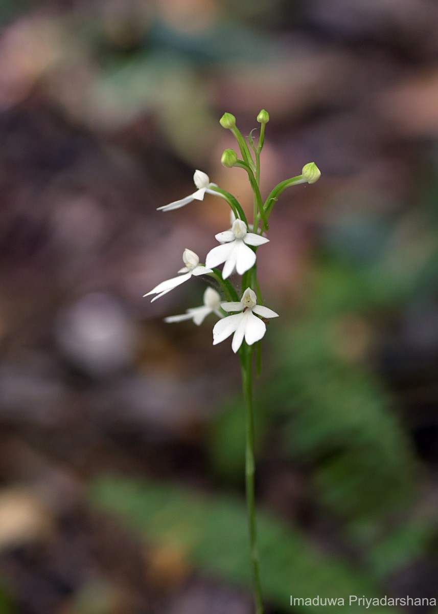 Habenaria plantaginea Lindl.