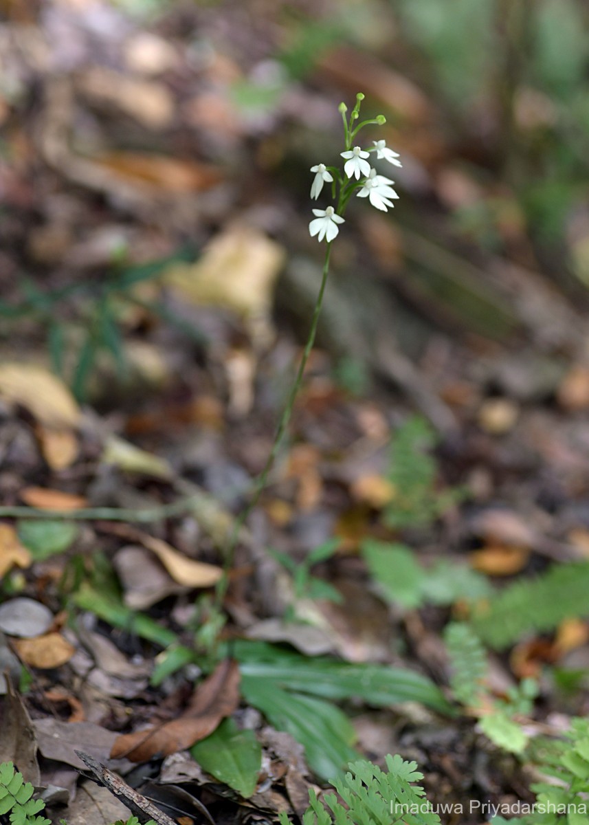 Habenaria plantaginea Lindl.