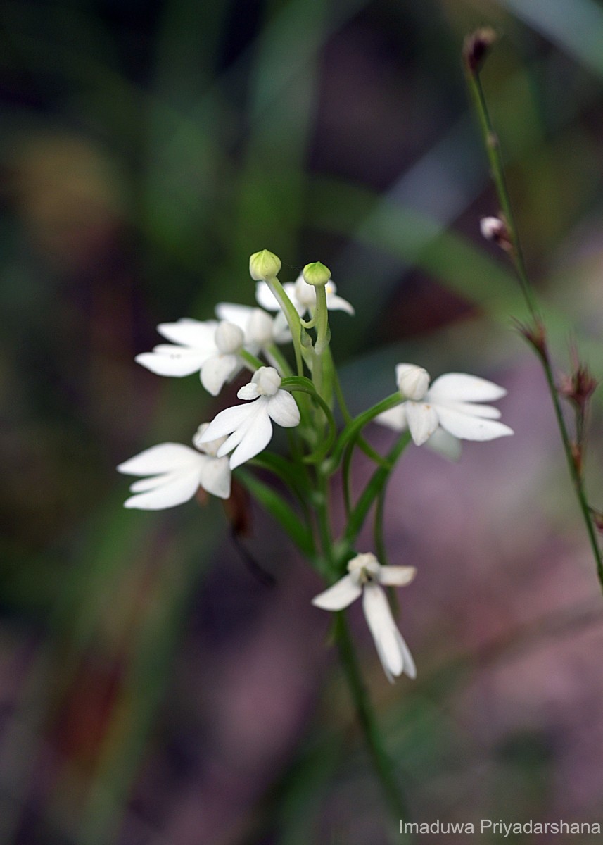 Habenaria plantaginea Lindl.