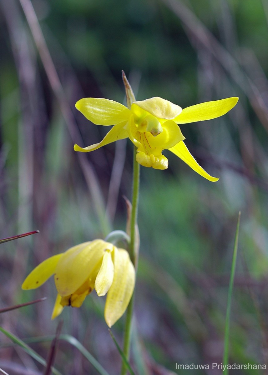 Ipsea speciosa Lindl.