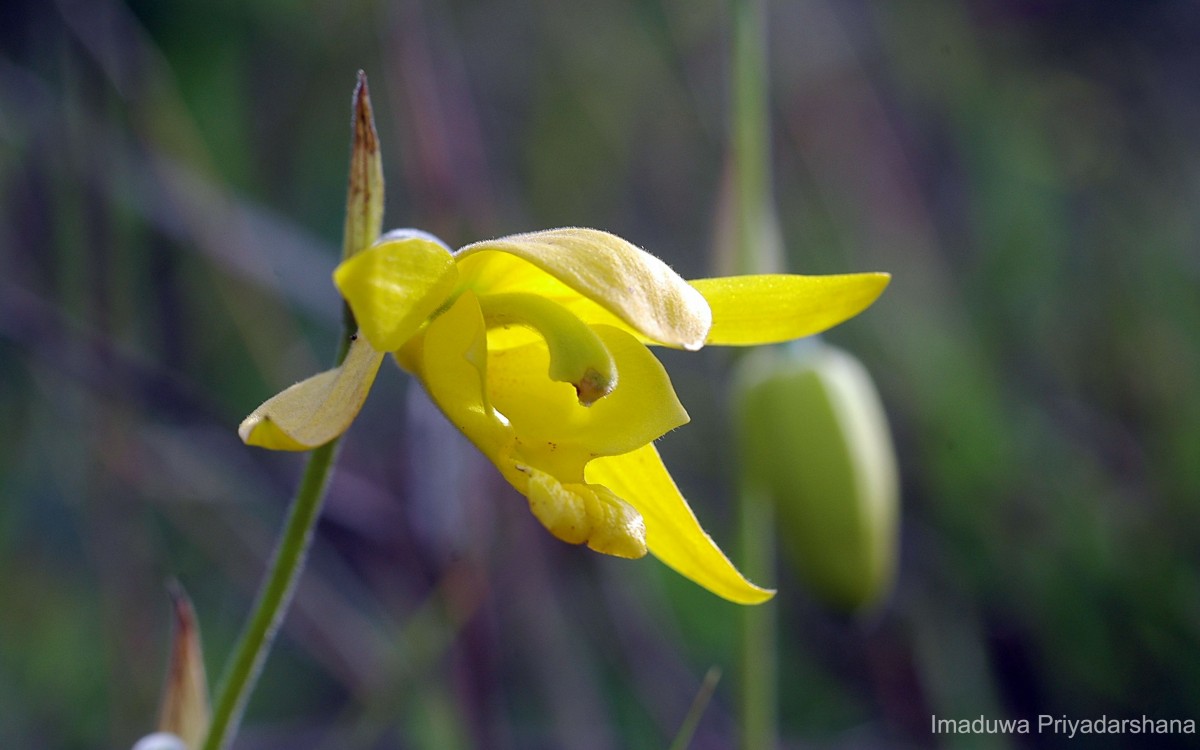 Ipsea speciosa Lindl.