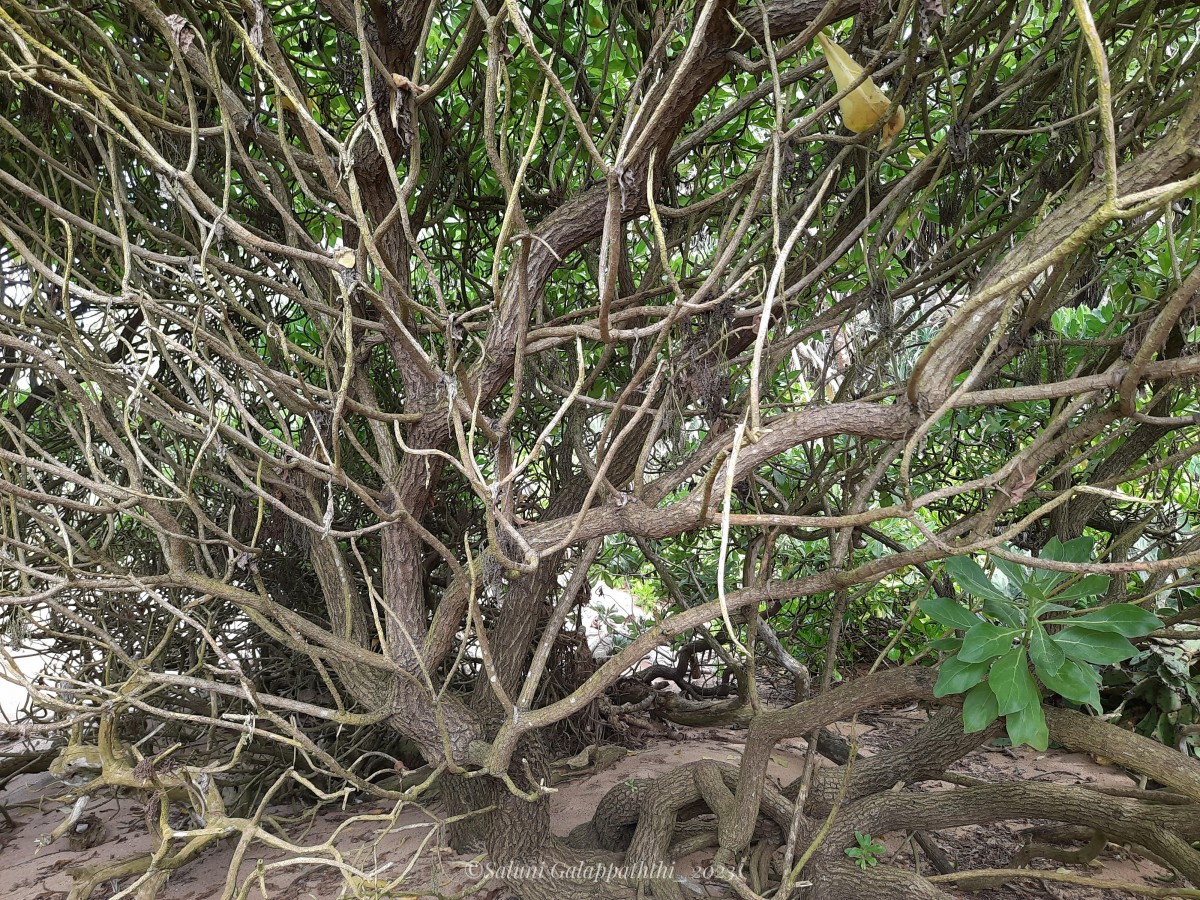 Heliotropium arboreum (Blanco) Mabb.