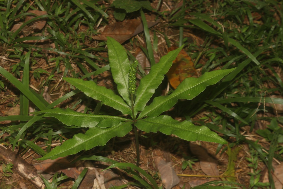 Helminthostachys zeylanica  (L.) Hook.