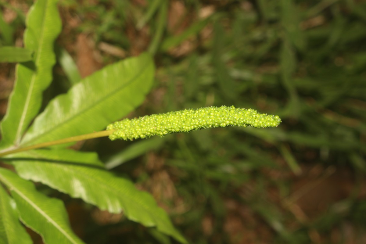 Helminthostachys zeylanica  (L.) Hook.