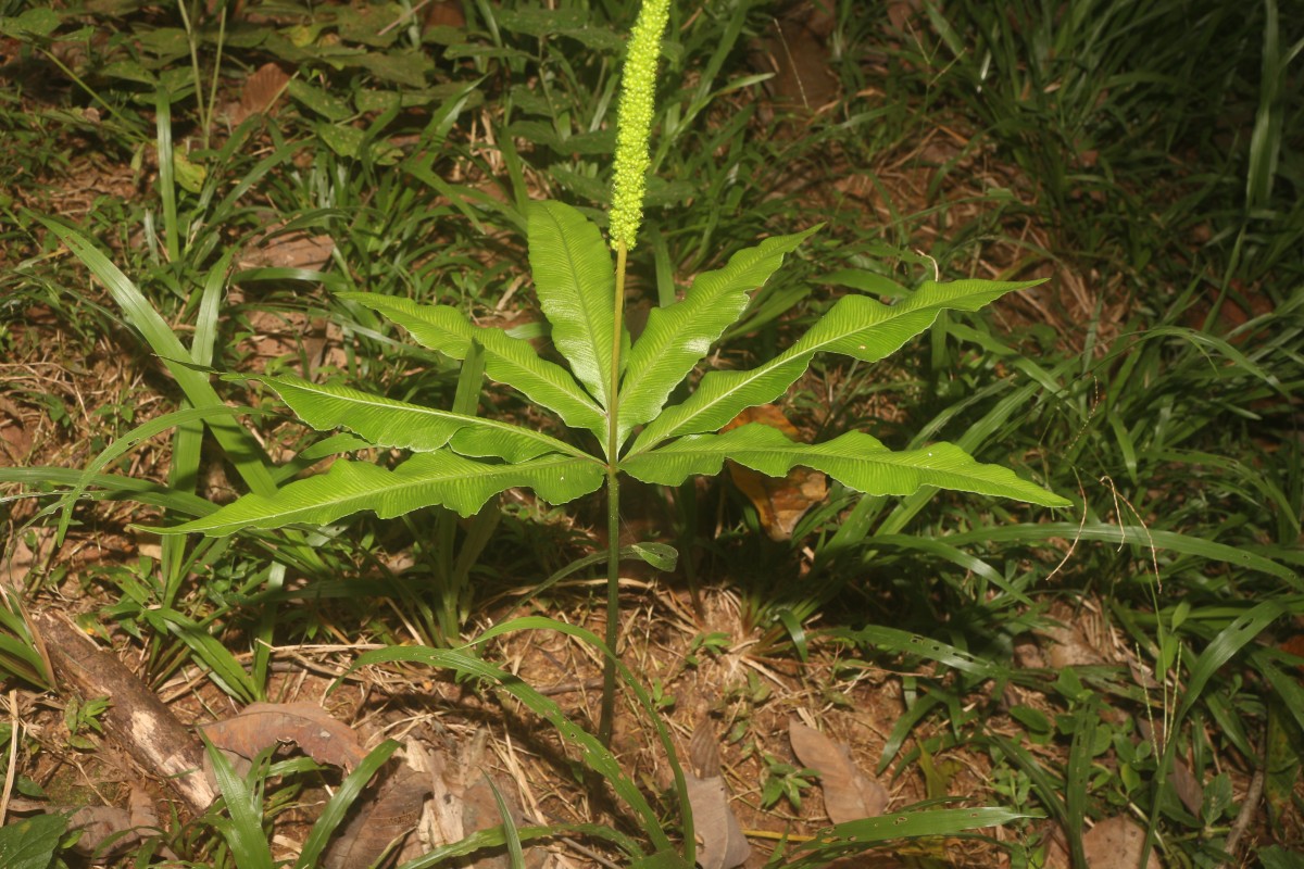 Helminthostachys zeylanica  (L.) Hook.