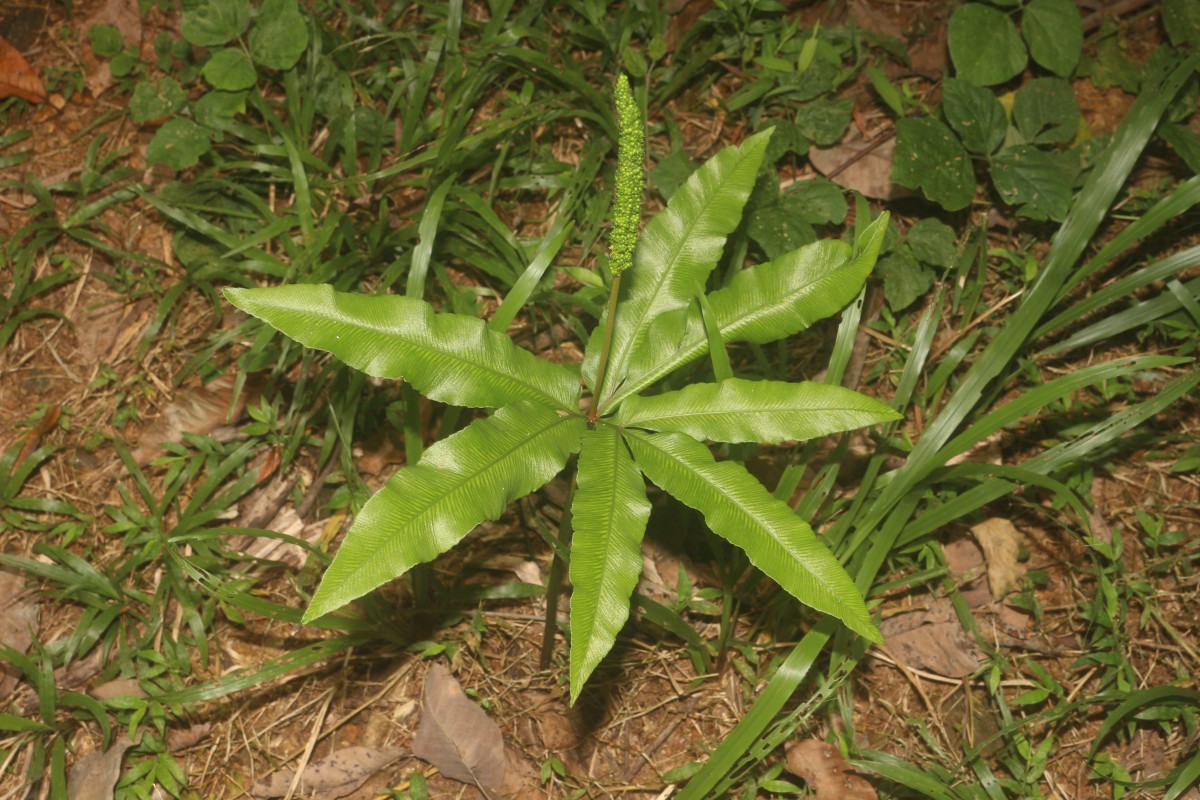 Helminthostachys zeylanica  (L.) Hook.