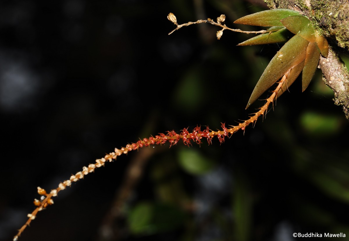 Oberonia meegaskumburae Priyad., Wijew. & Kumar