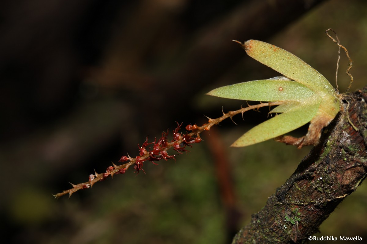 Oberonia meegaskumburae Priyad., Wijew. & Kumar