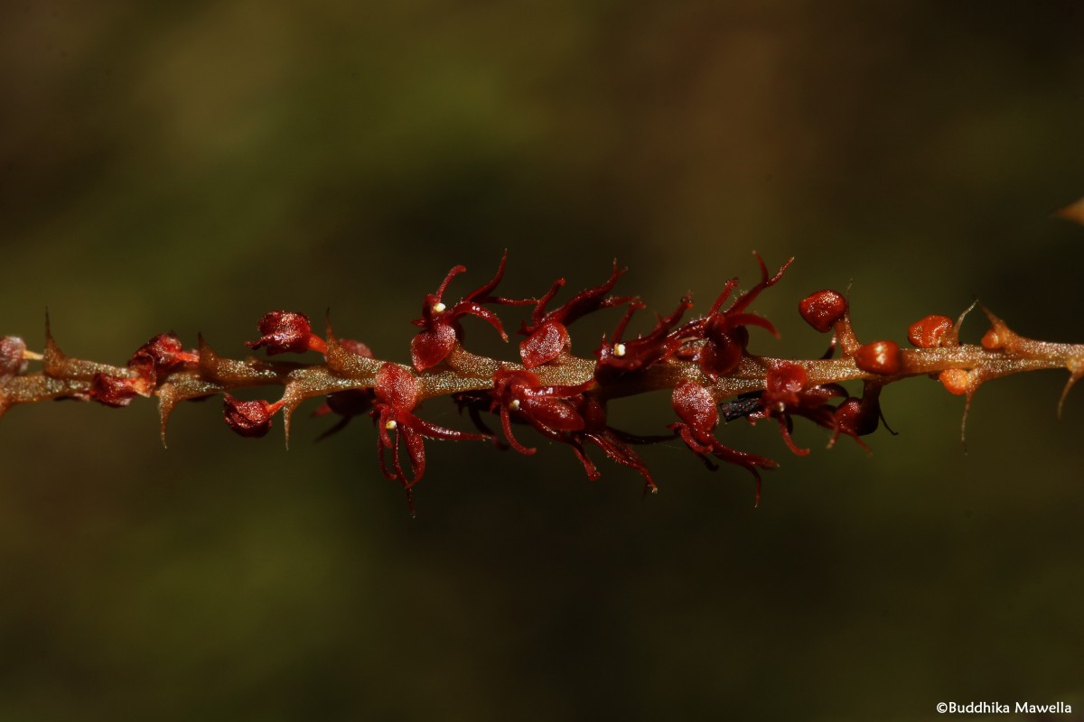 Oberonia meegaskumburae Priyad., Wijew. & Kumar