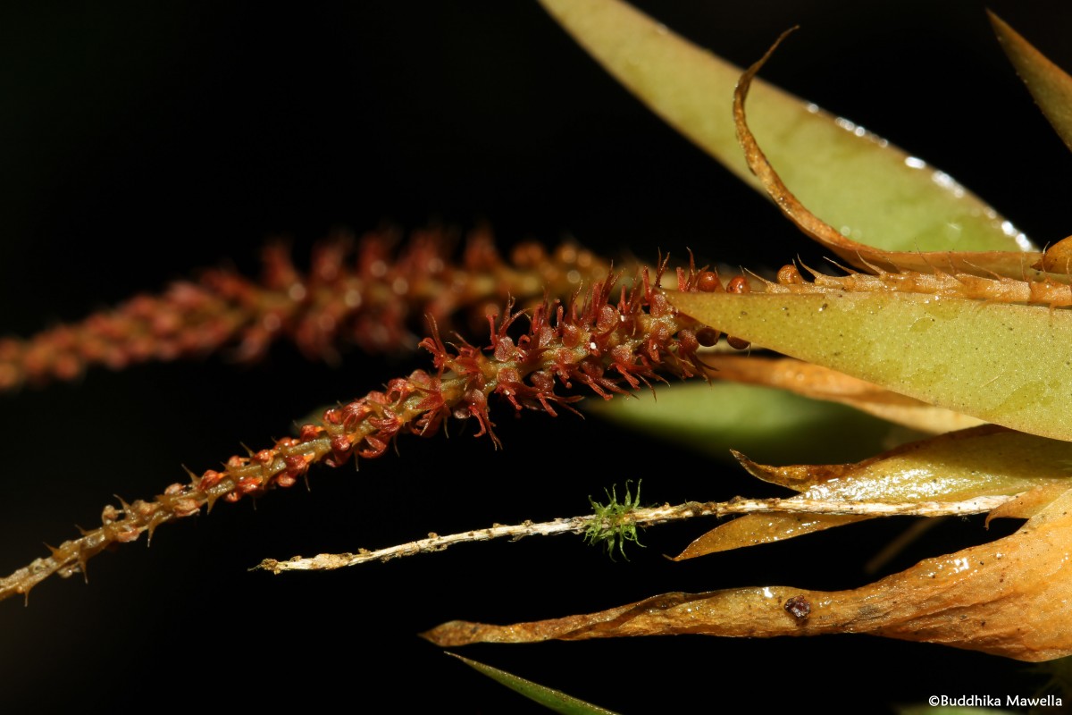 Oberonia meegaskumburae Priyad., Wijew. & Kumar
