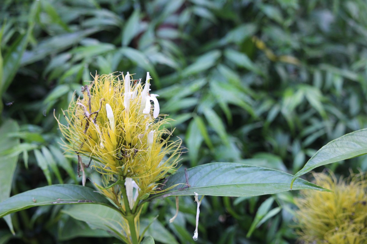 Schaueria calytricha (Otto ex Hook.) Orb.