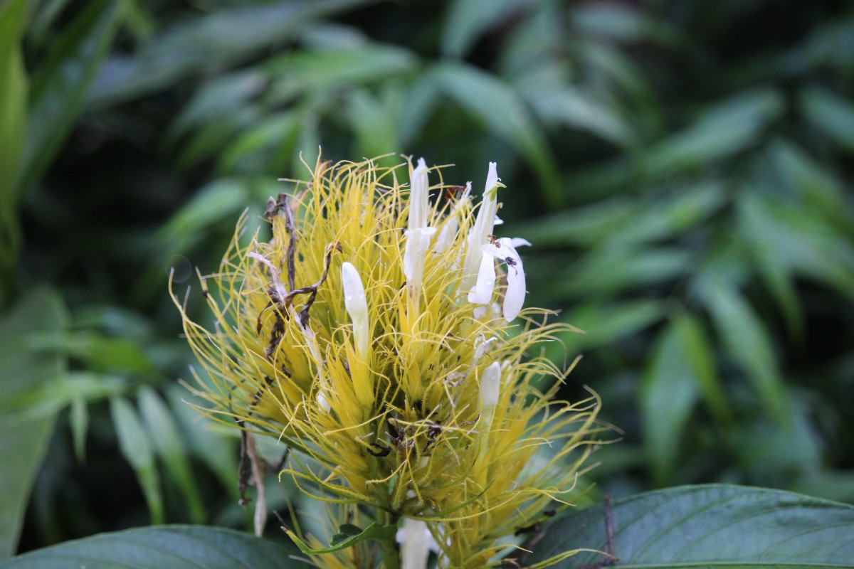 Schaueria calytricha (Otto ex Hook.) Orb.