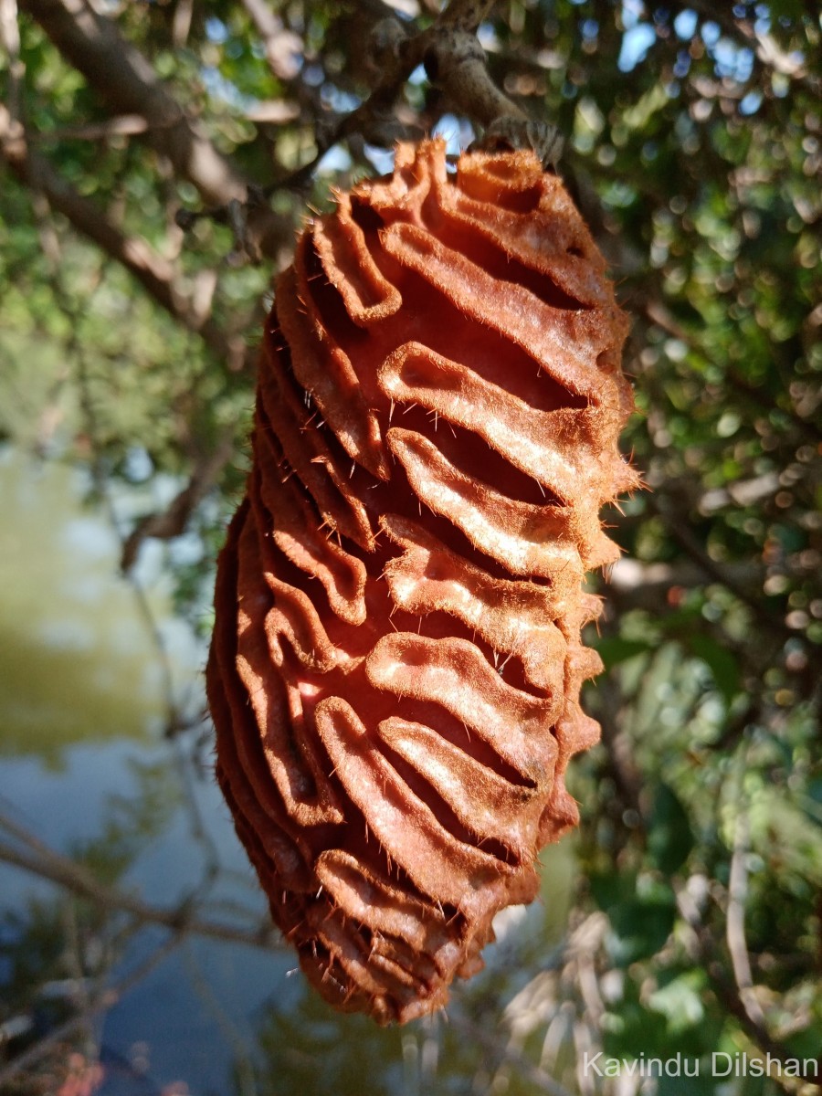 Mucuna atropurpurea (Roxb.) DC. ex Wight