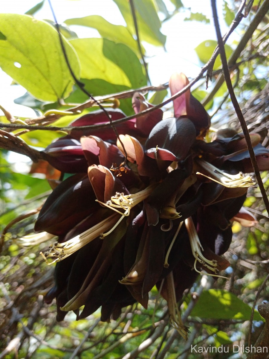 Mucuna atropurpurea (Roxb.) DC. ex Wight