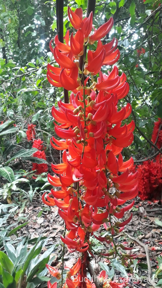 Mucuna novoguineensis Scheff.