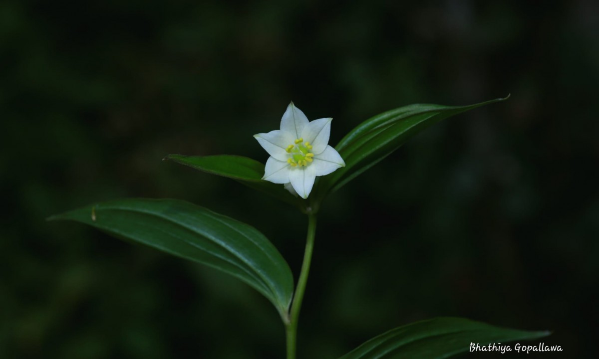 Disporum cantoniense var. cantoniense (Lour.) Merr.