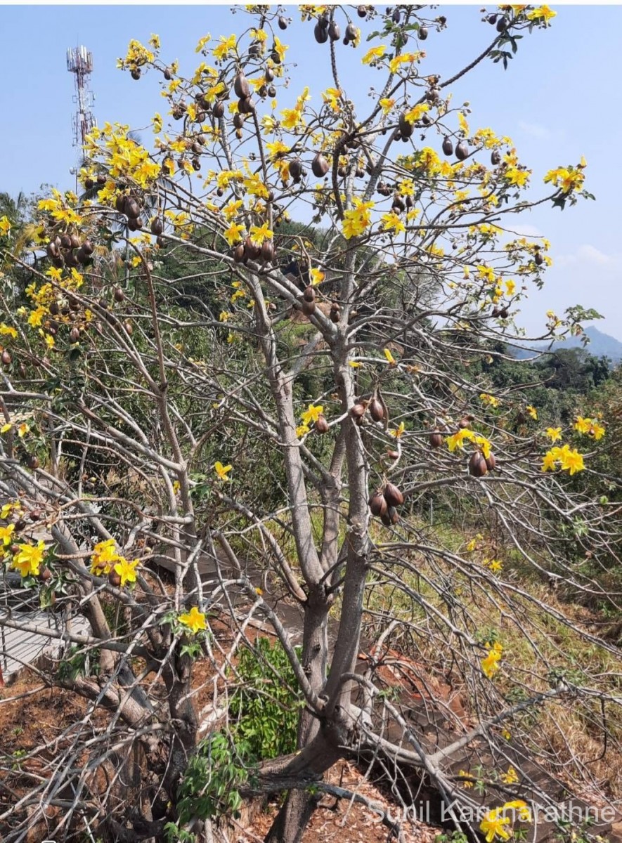 Cochlospermum religiosum (L.) Alston