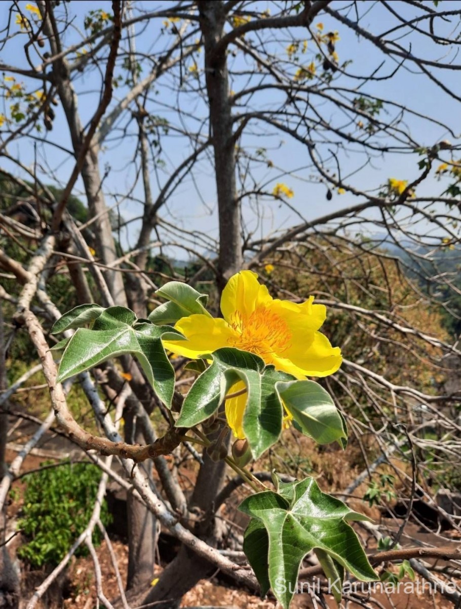 Cochlospermum religiosum (L.) Alston