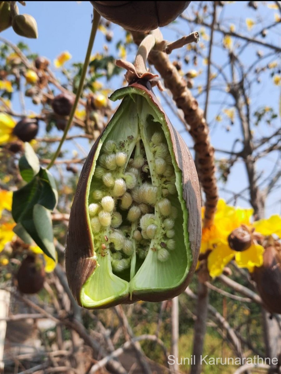 Cochlospermum religiosum (L.) Alston