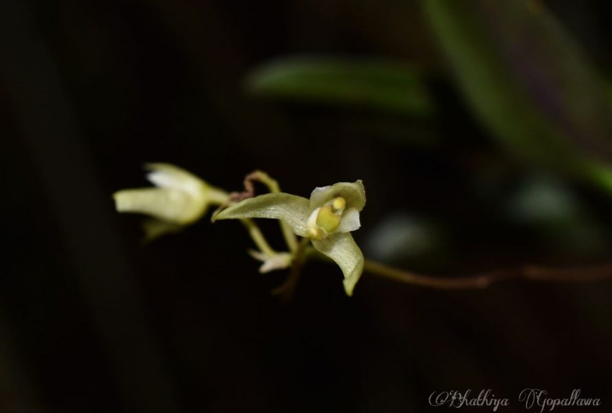 Bulbophyllum trimenii (Hook.f.) J.J.Sm.