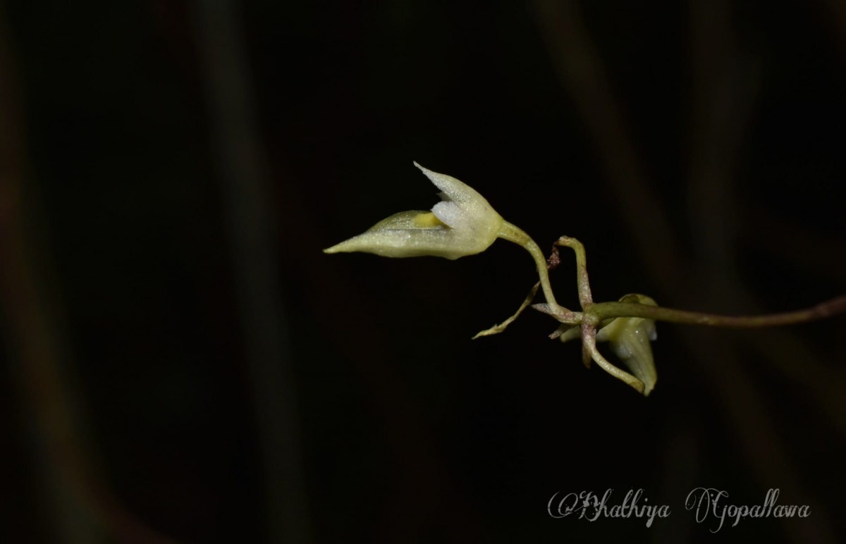 Bulbophyllum trimenii (Hook.f.) J.J.Sm.