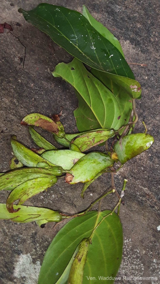 Hopea cordifolia (Thwaites) Trimen