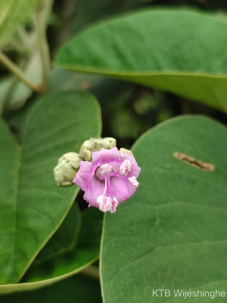 Argyreia osyrensis (Roth) Choisy